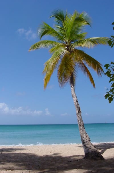 Areca