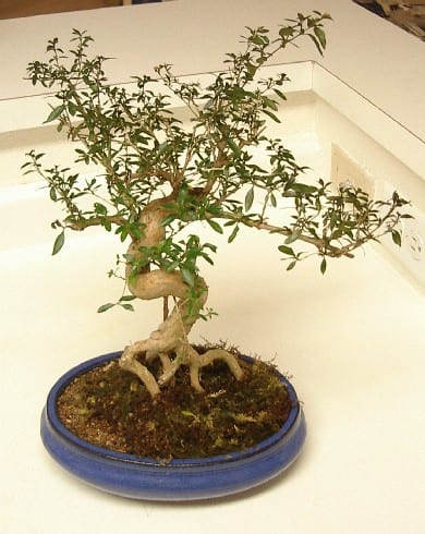 Serissa