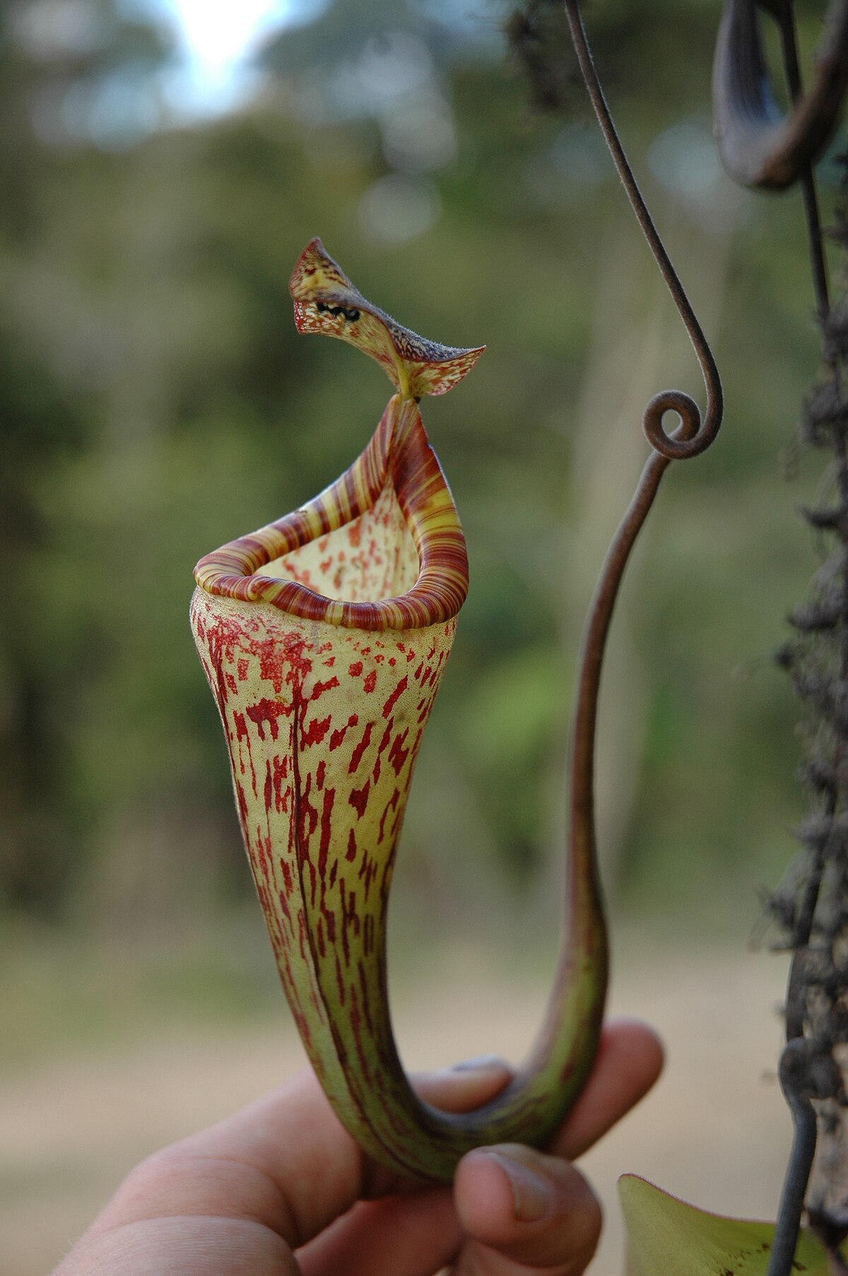 N. vogelii produces much smaller and more colourful pitchers than the closely related N. fusca