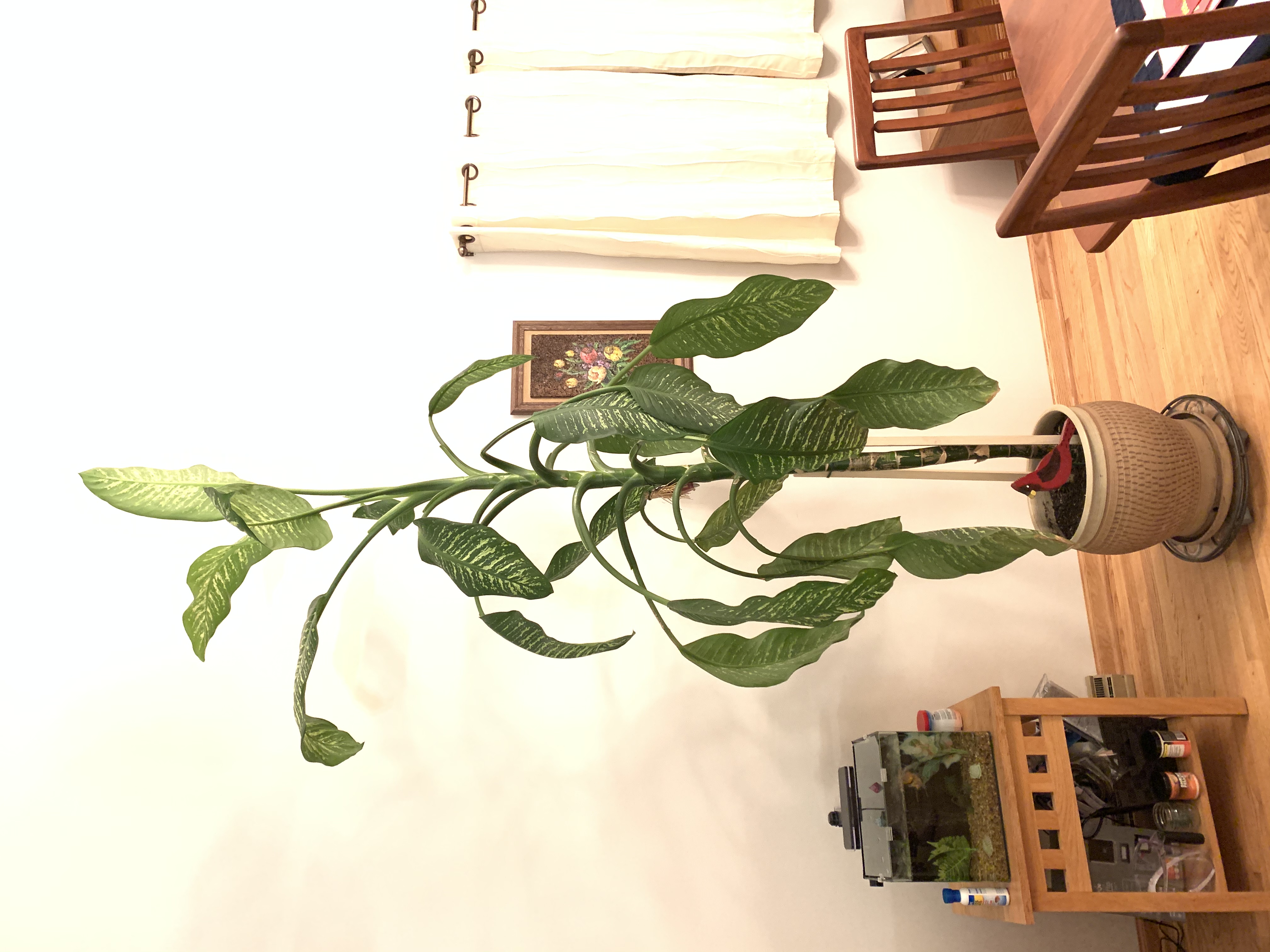 Dieffenbachia marianne