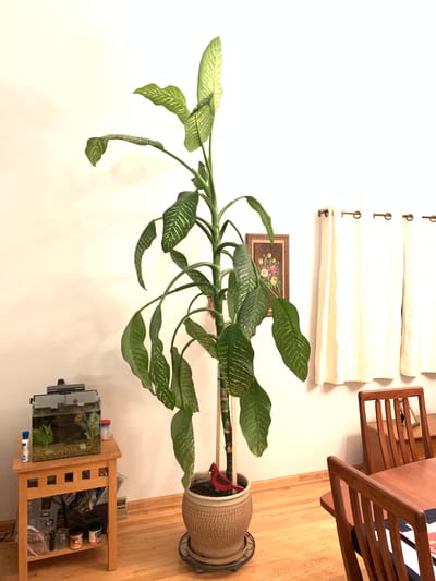 Dieffenbachia marianne