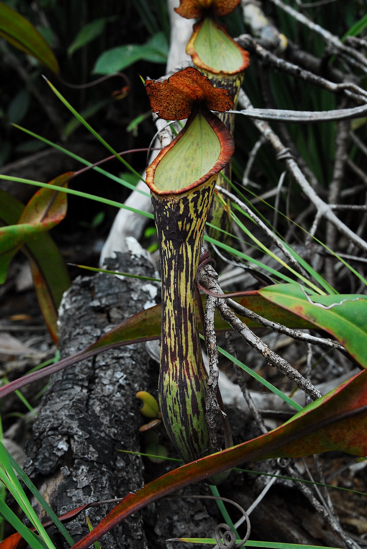 Nepenthes mindanaoensis