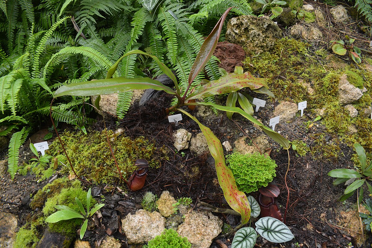 Nepenthes beccariana