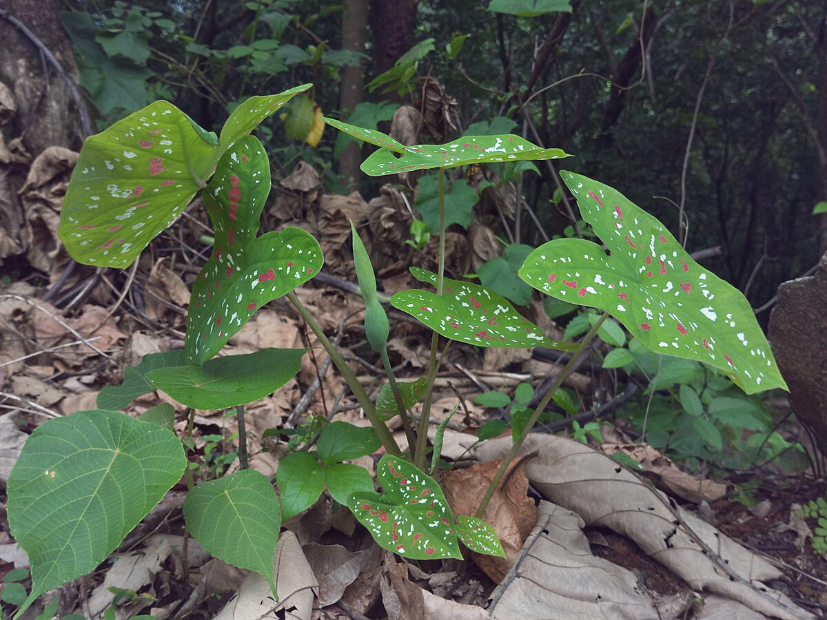 Caladium bicolor