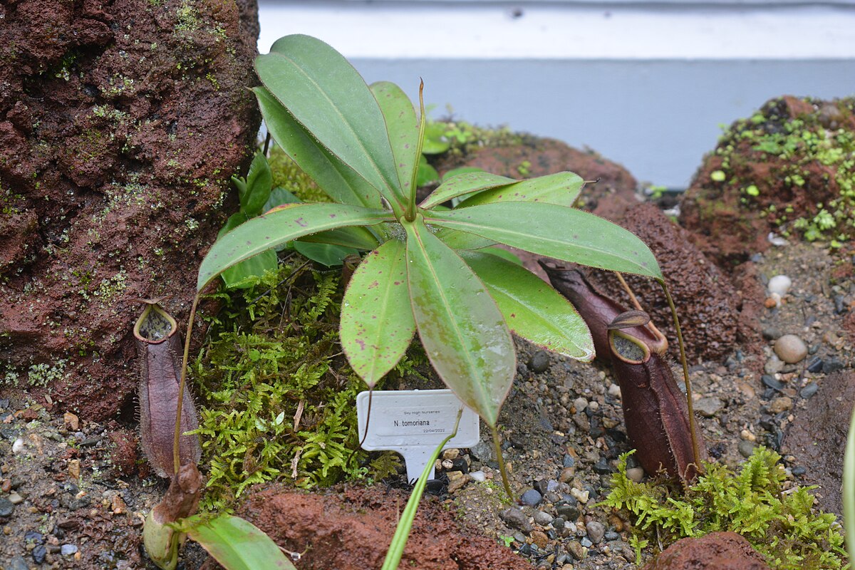 Nepenthes Tomoriana