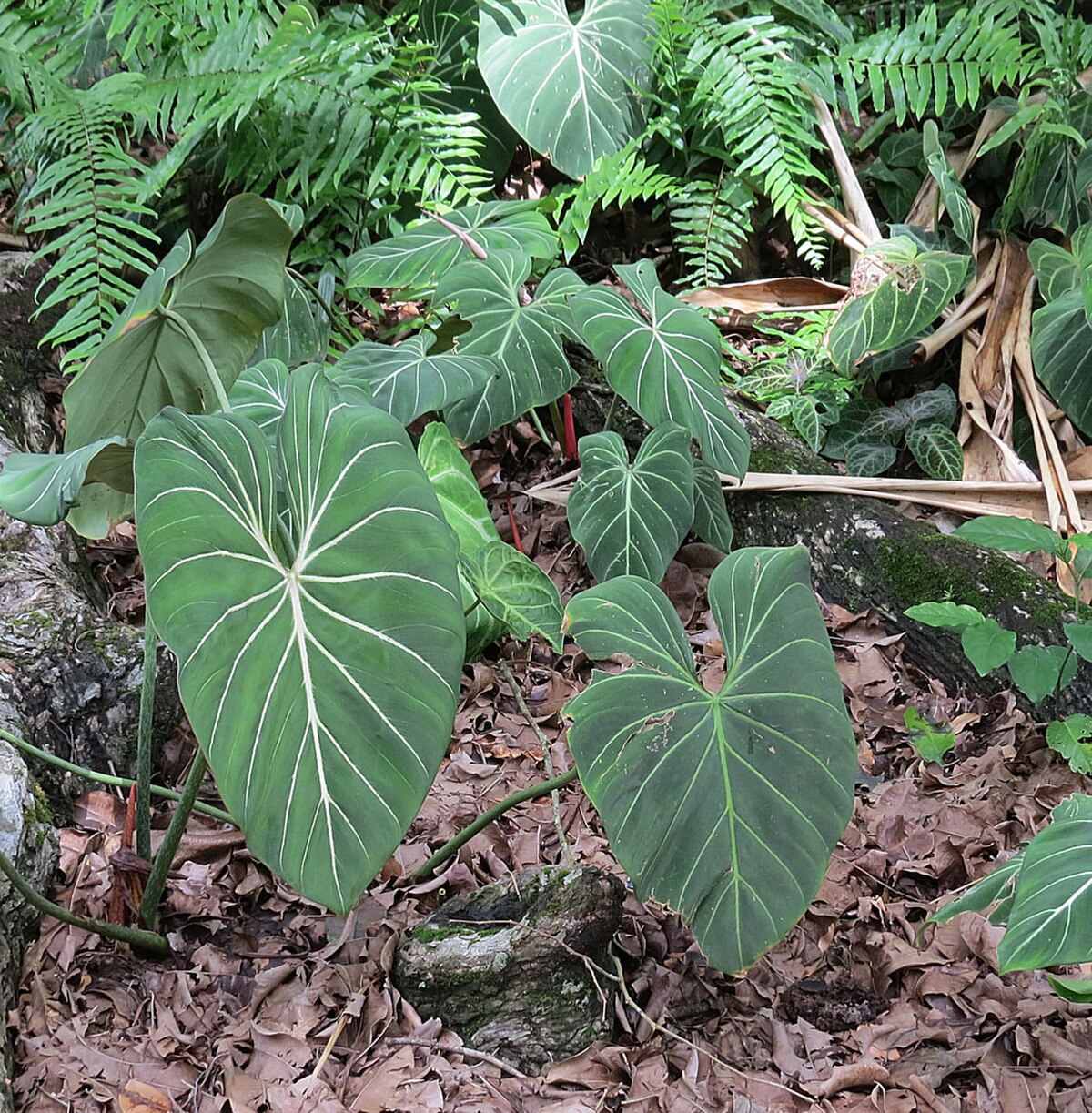Philodendron gloriosum