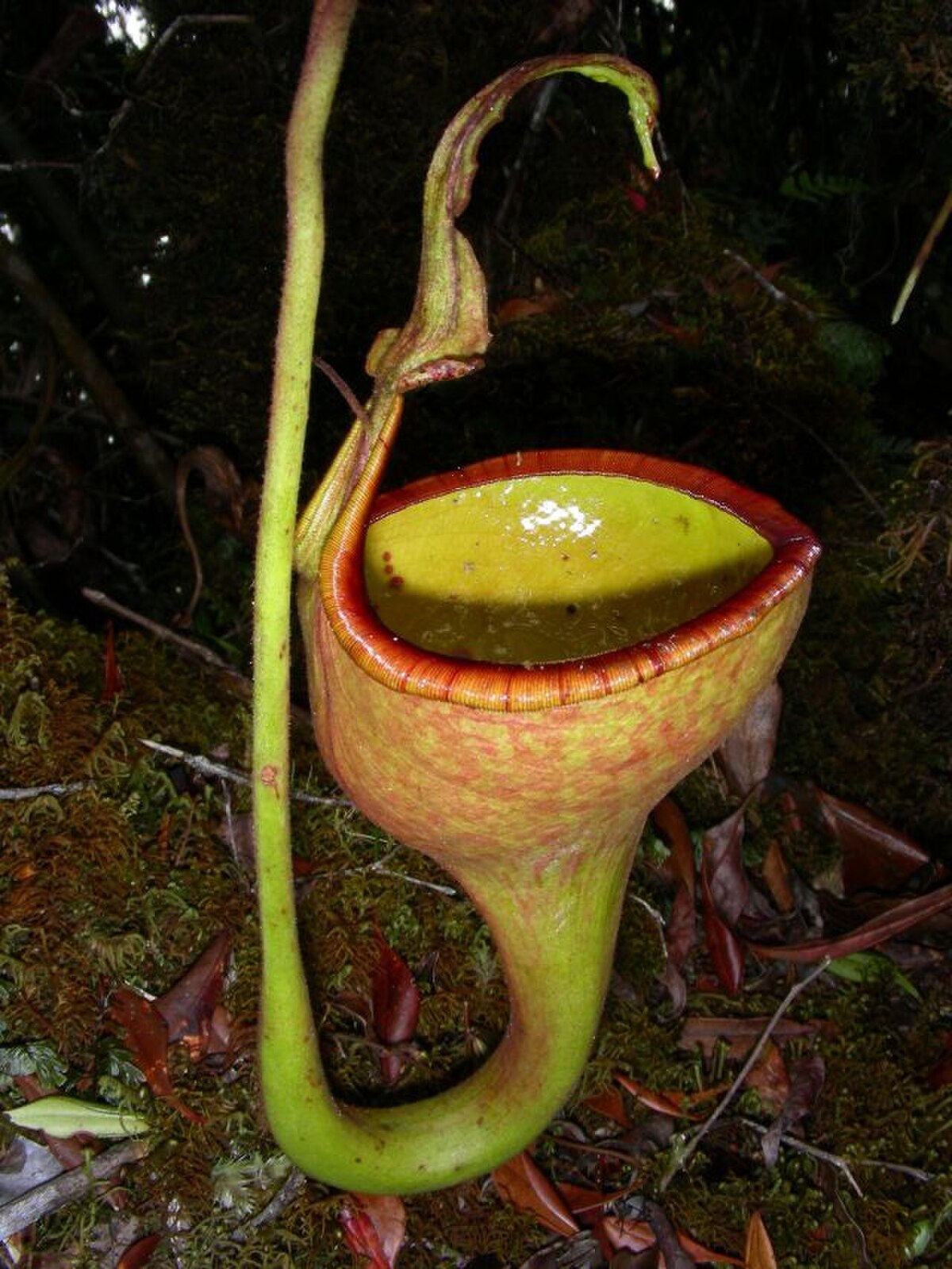 Nepenthes Eymae
