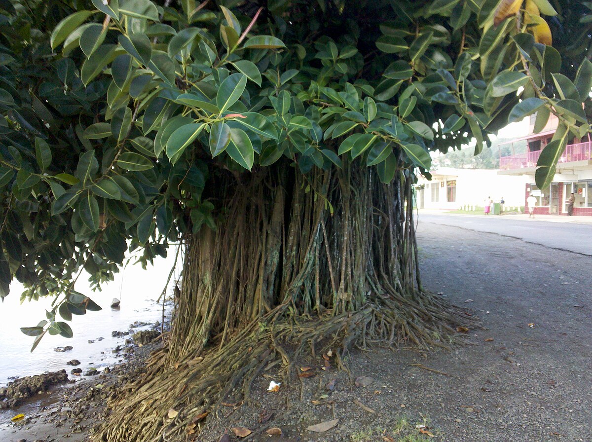 Ficus elastica