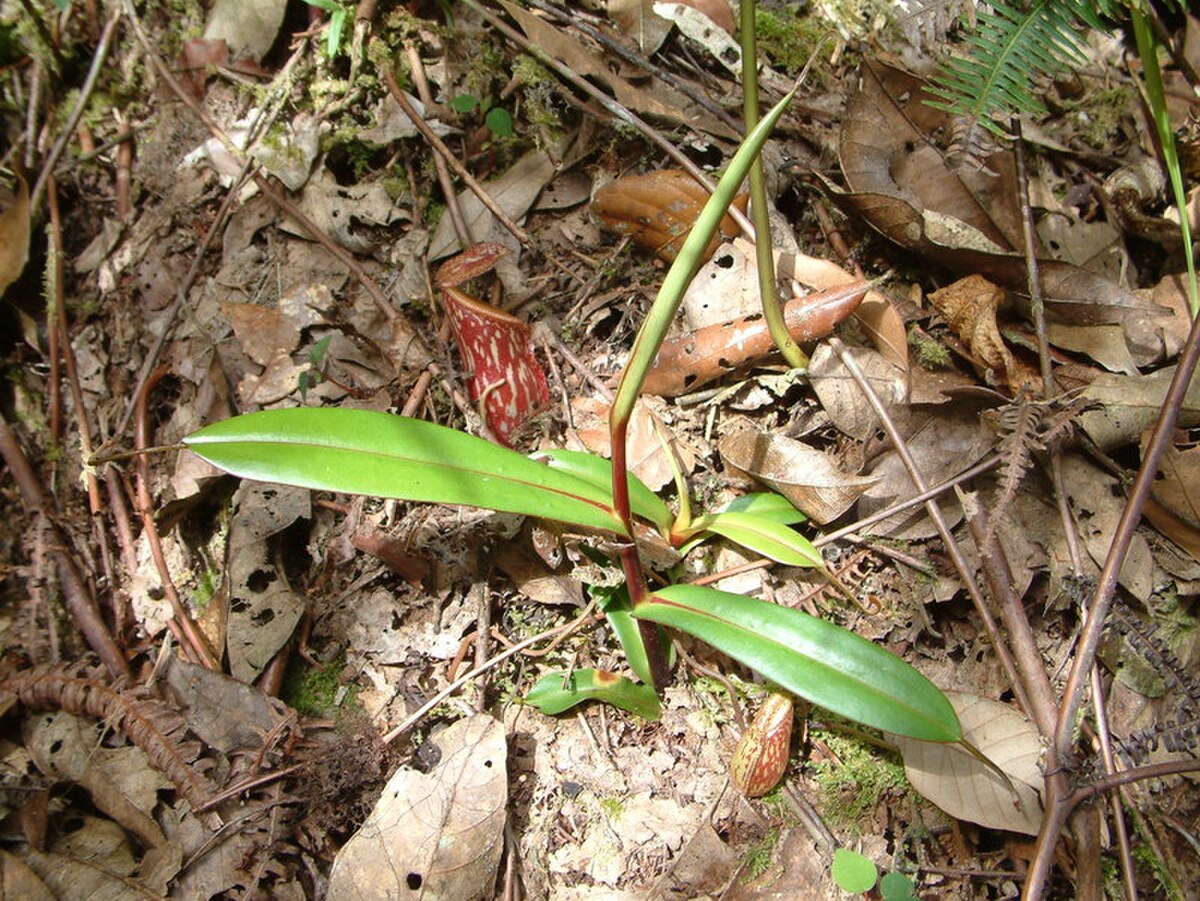 Nepenthes pitopangii