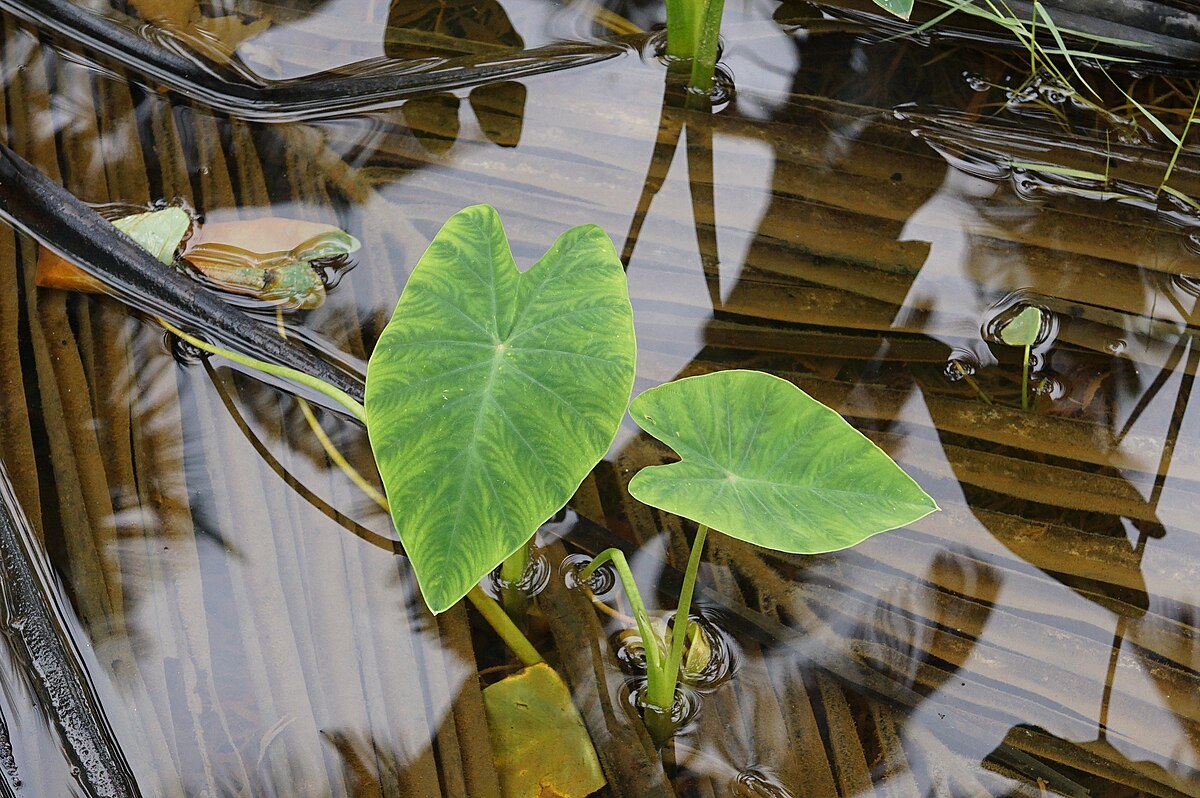 Colocasia esculenta