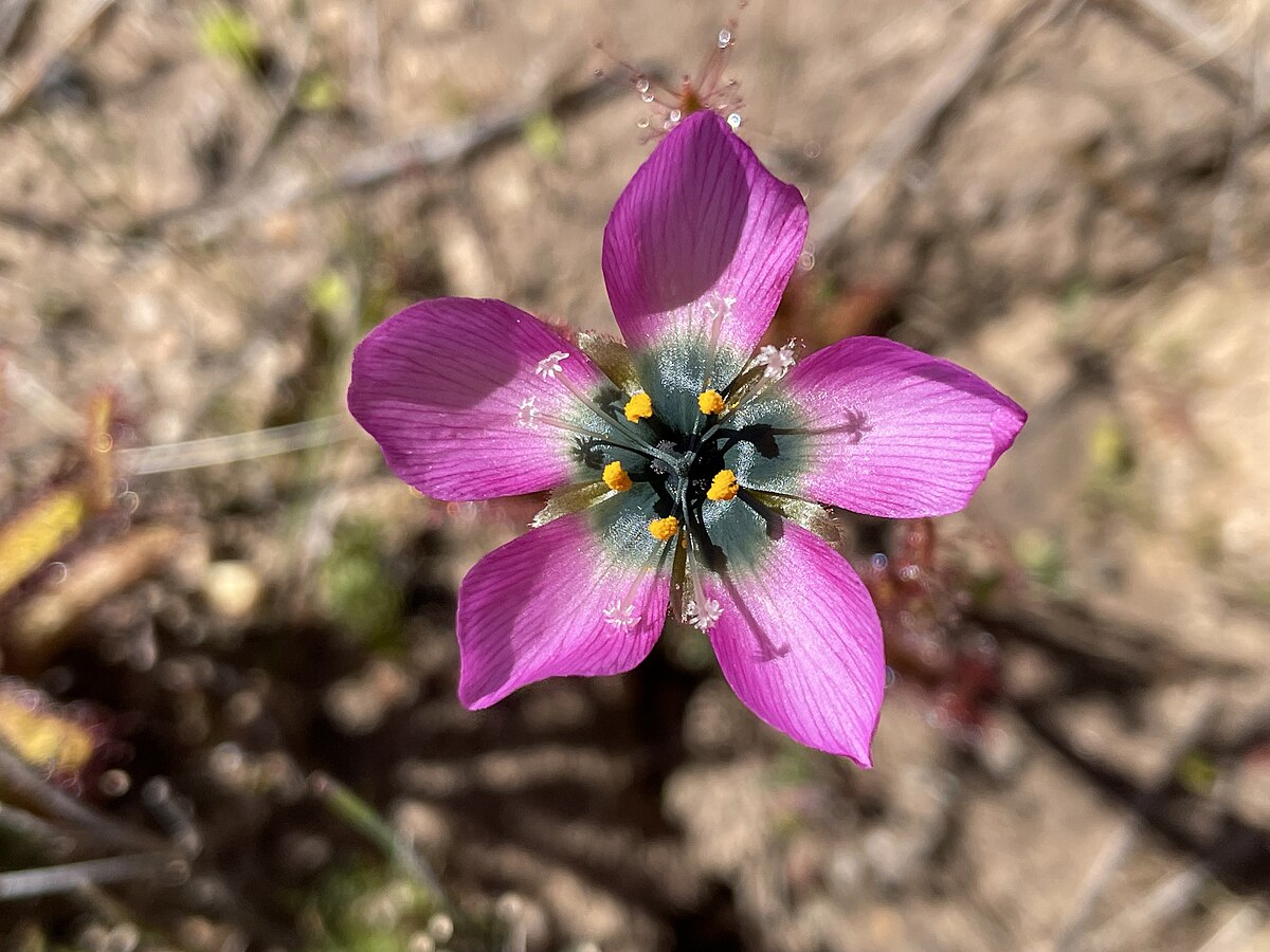 Drosera cistiflora