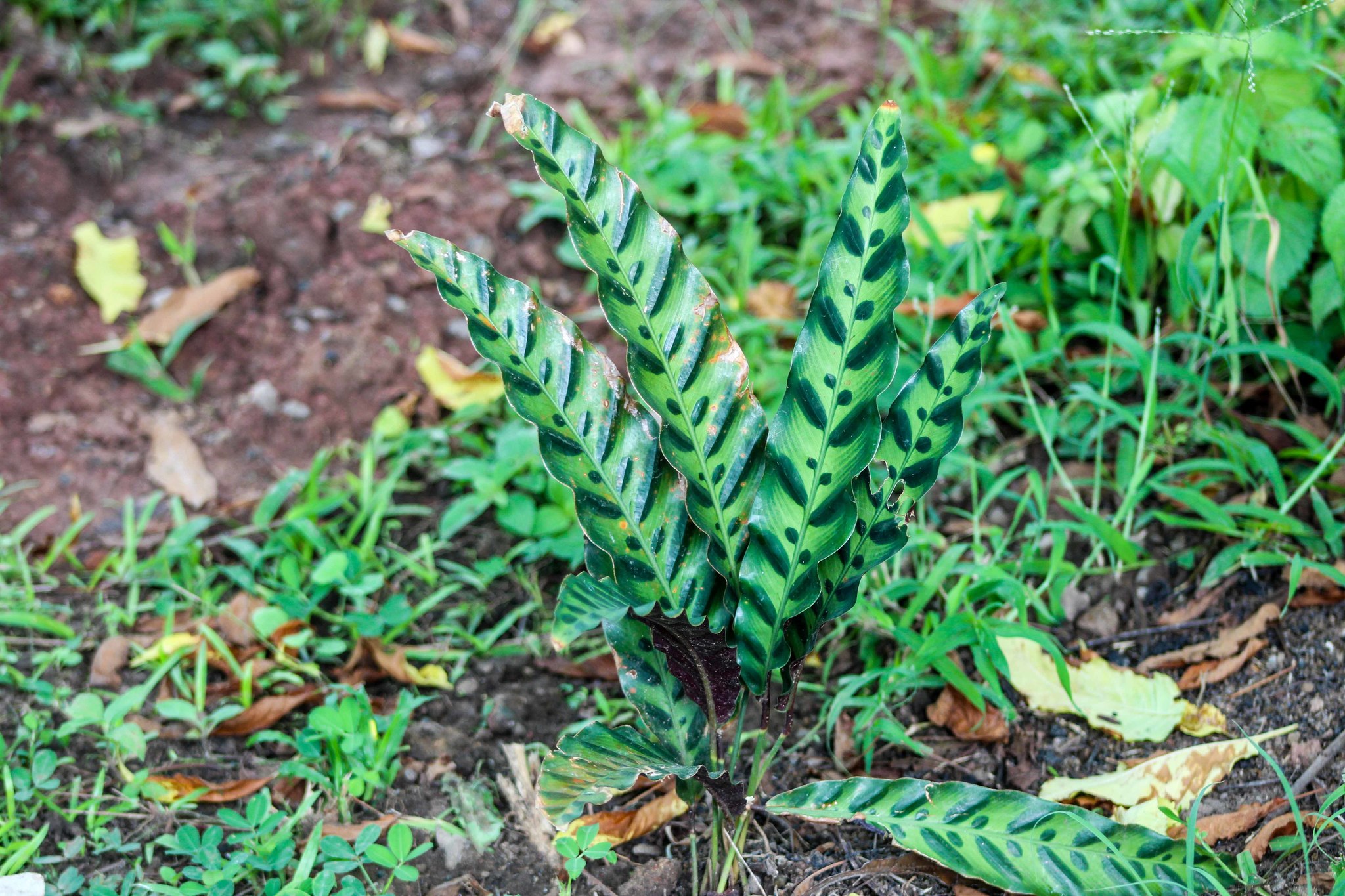 Calathea lancifolia