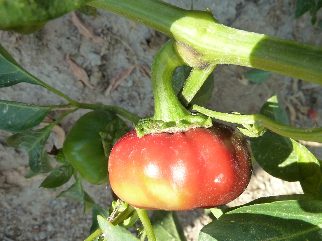 Capsicum annuum