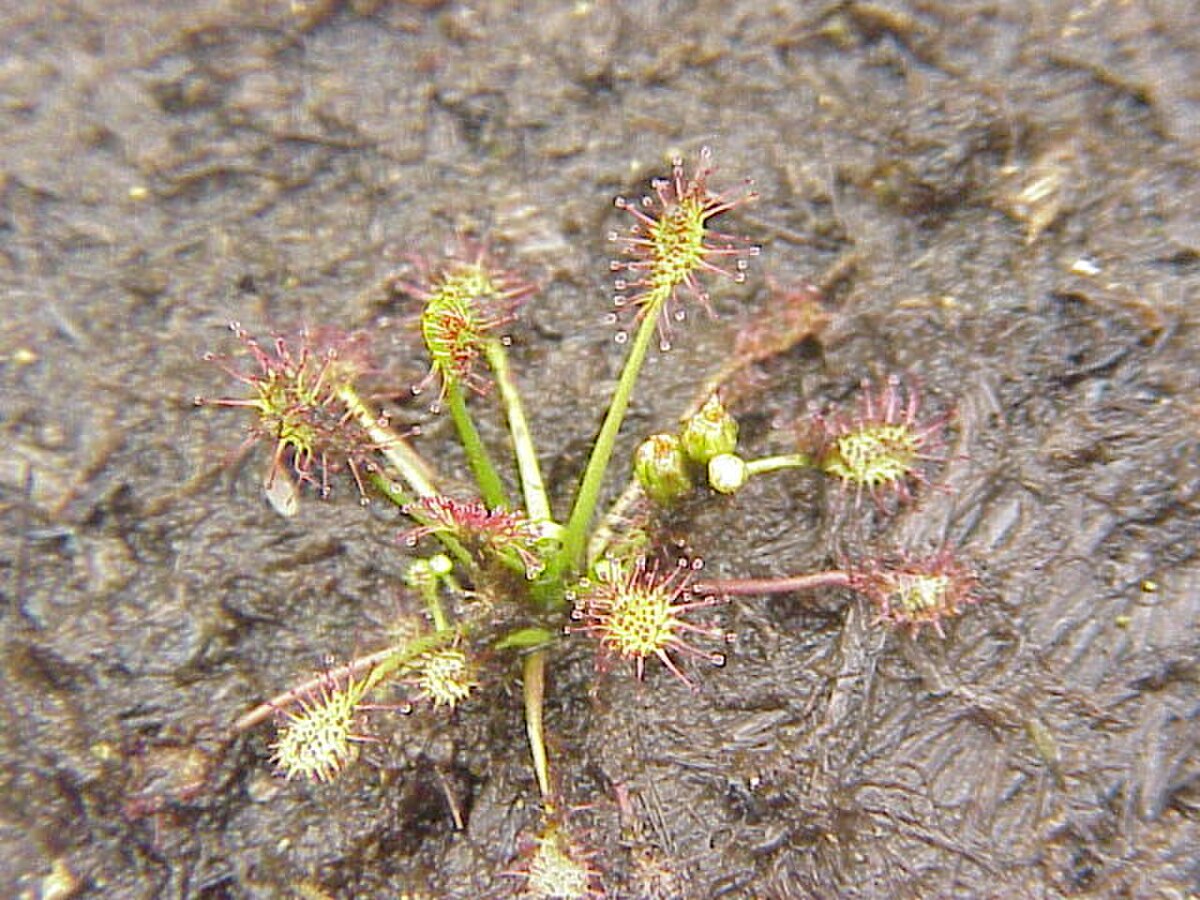 Drosera intermedia