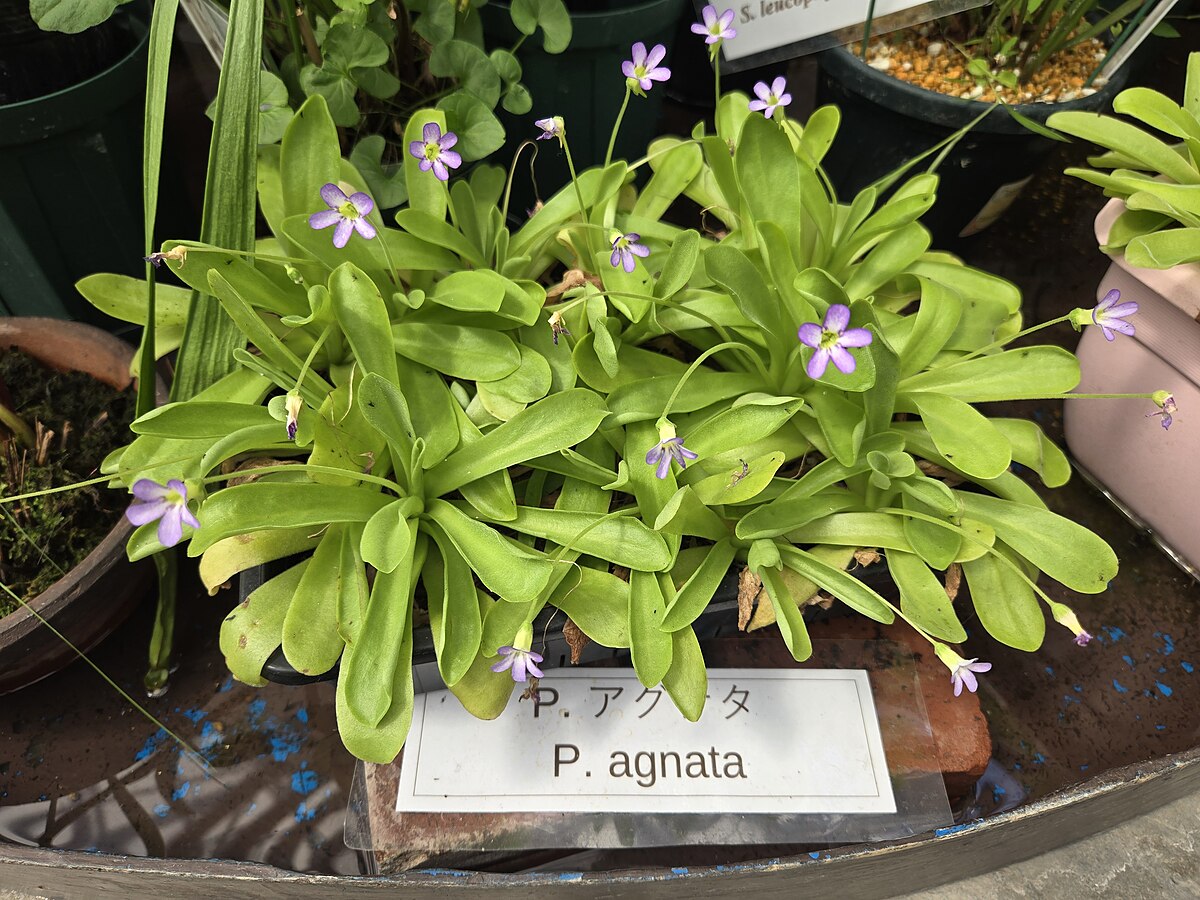 Pinguicula agnata