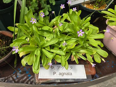 Pinguicula agnata