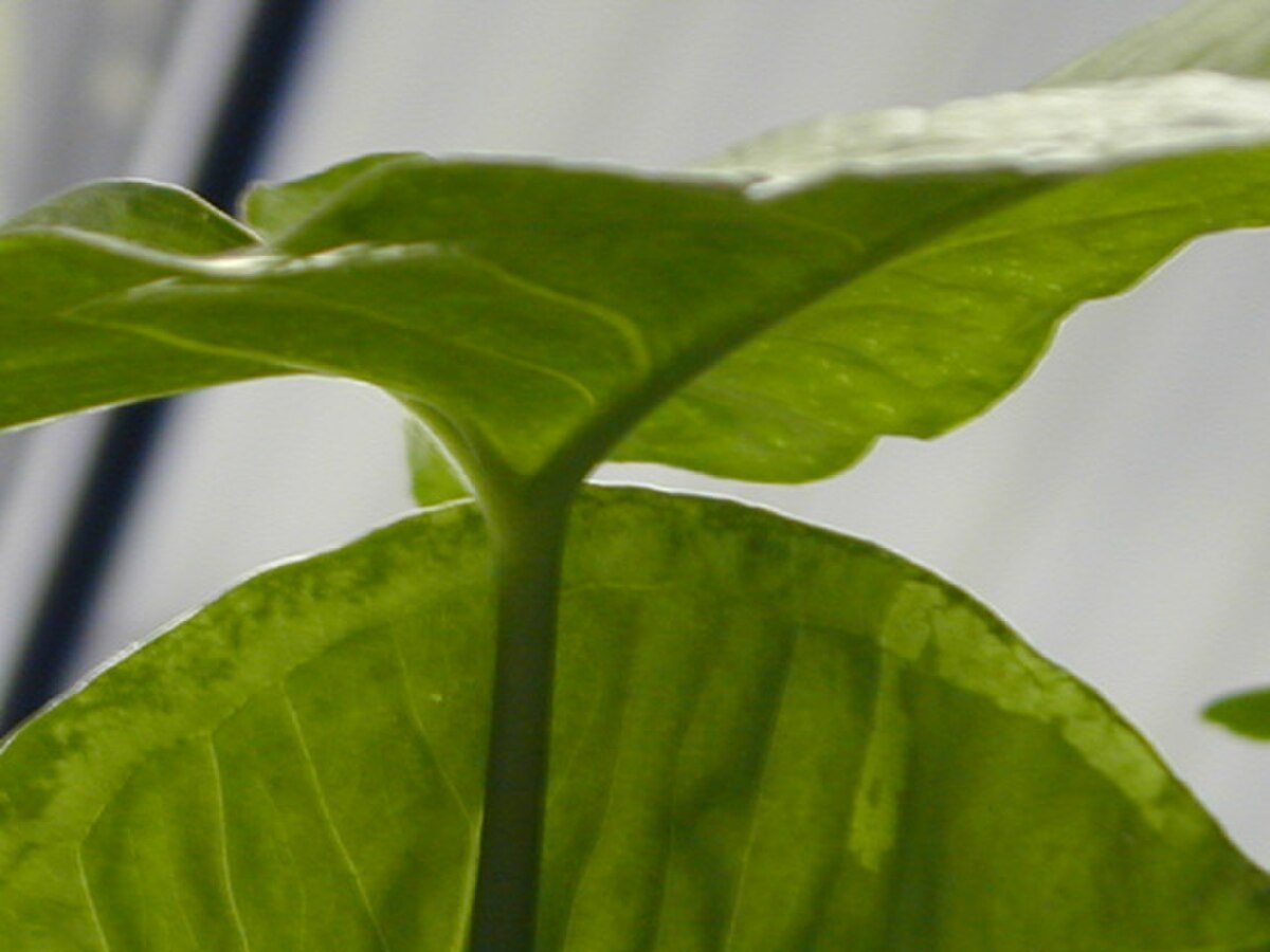 Syngonium podophyllum
