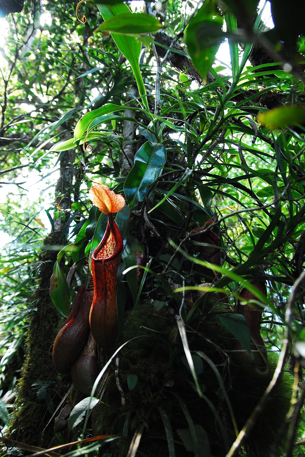 Nepenthes Petiolata