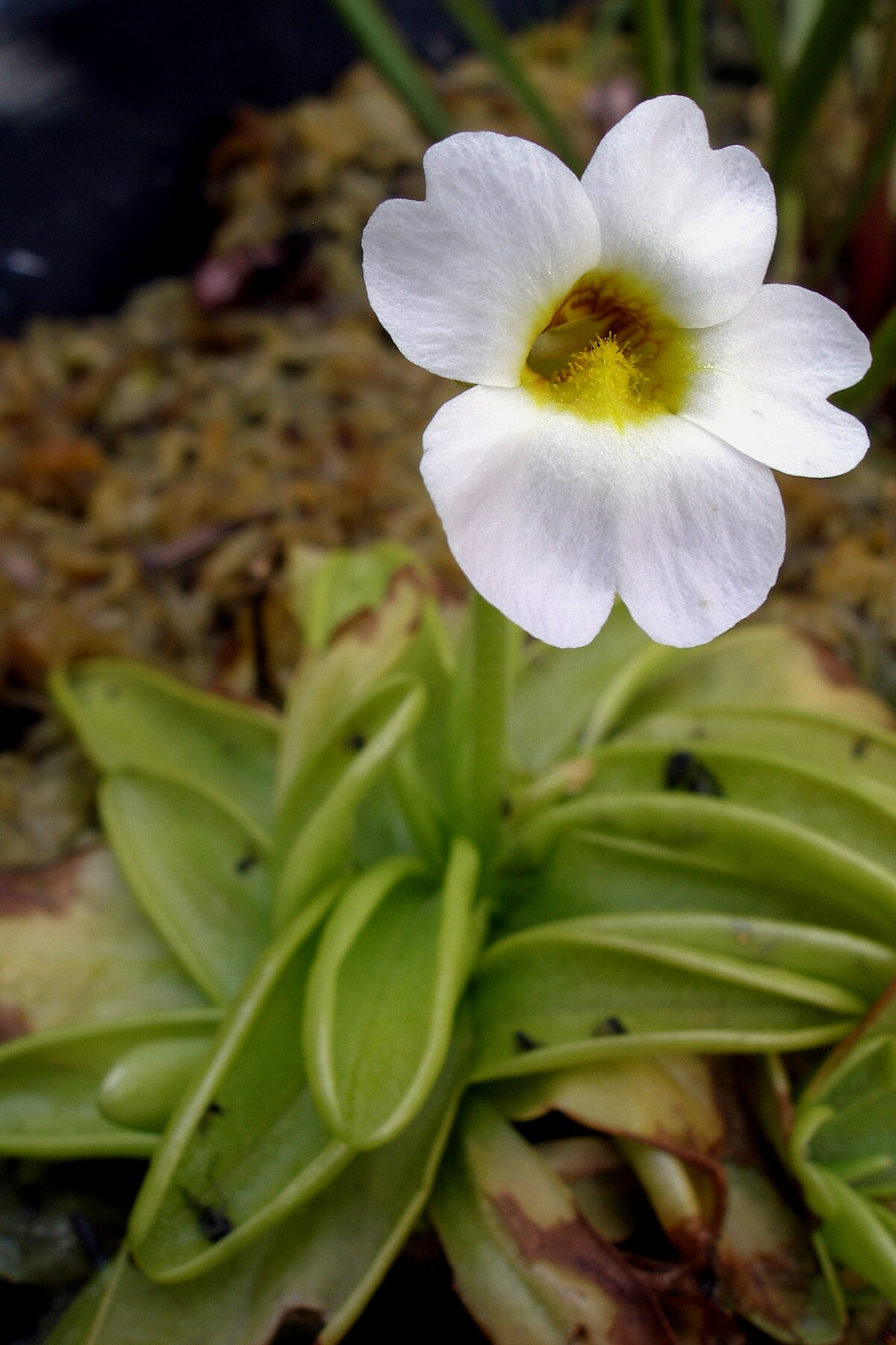 Pinguicula primuliflora