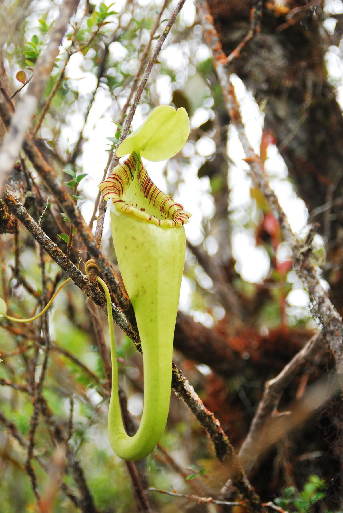 The hook-shaped basal appendage of N. ovata (as seen in this upper pitcher) distinguishes it from its closest relatives