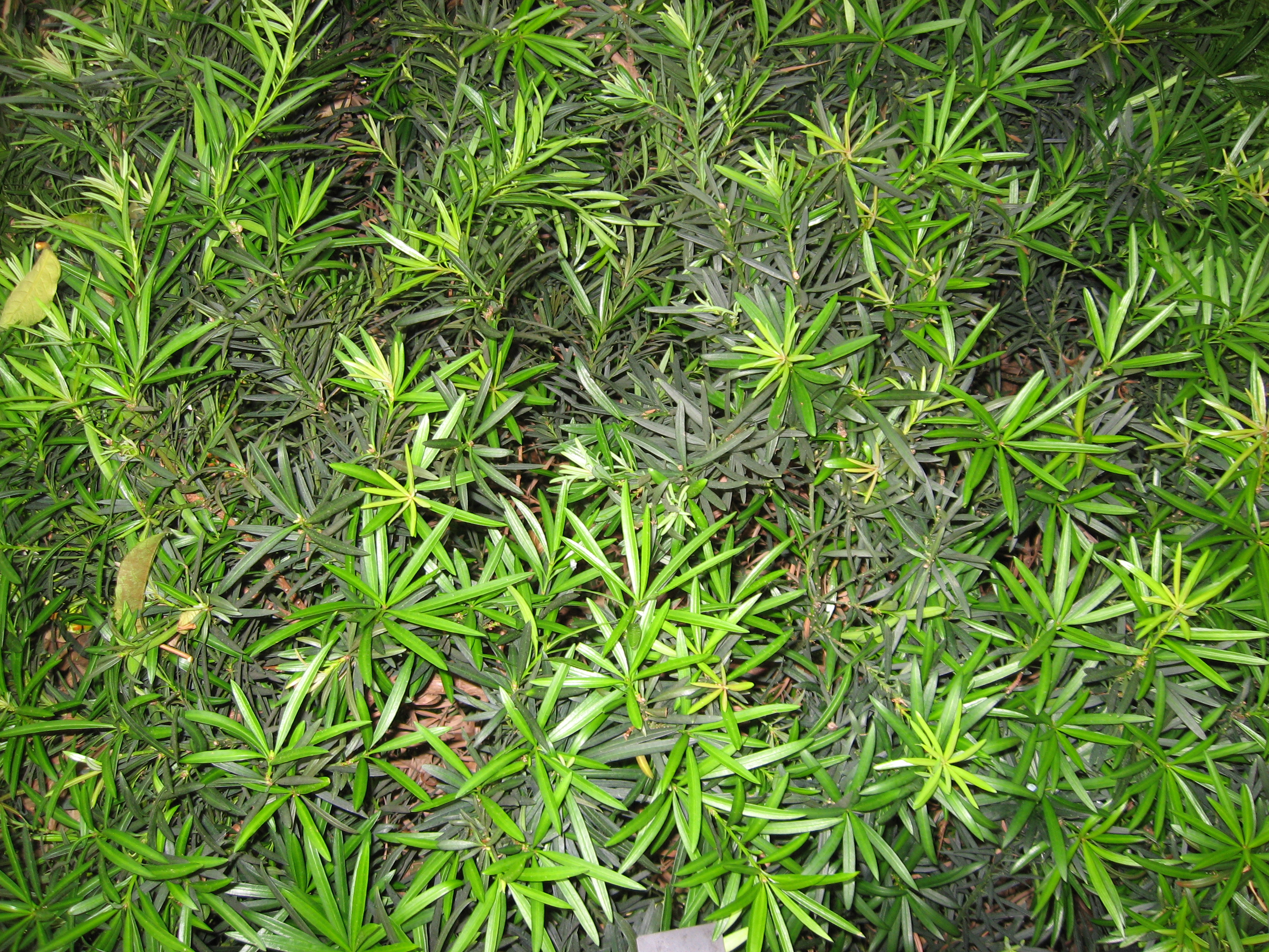 Podocarpus macrophyllus