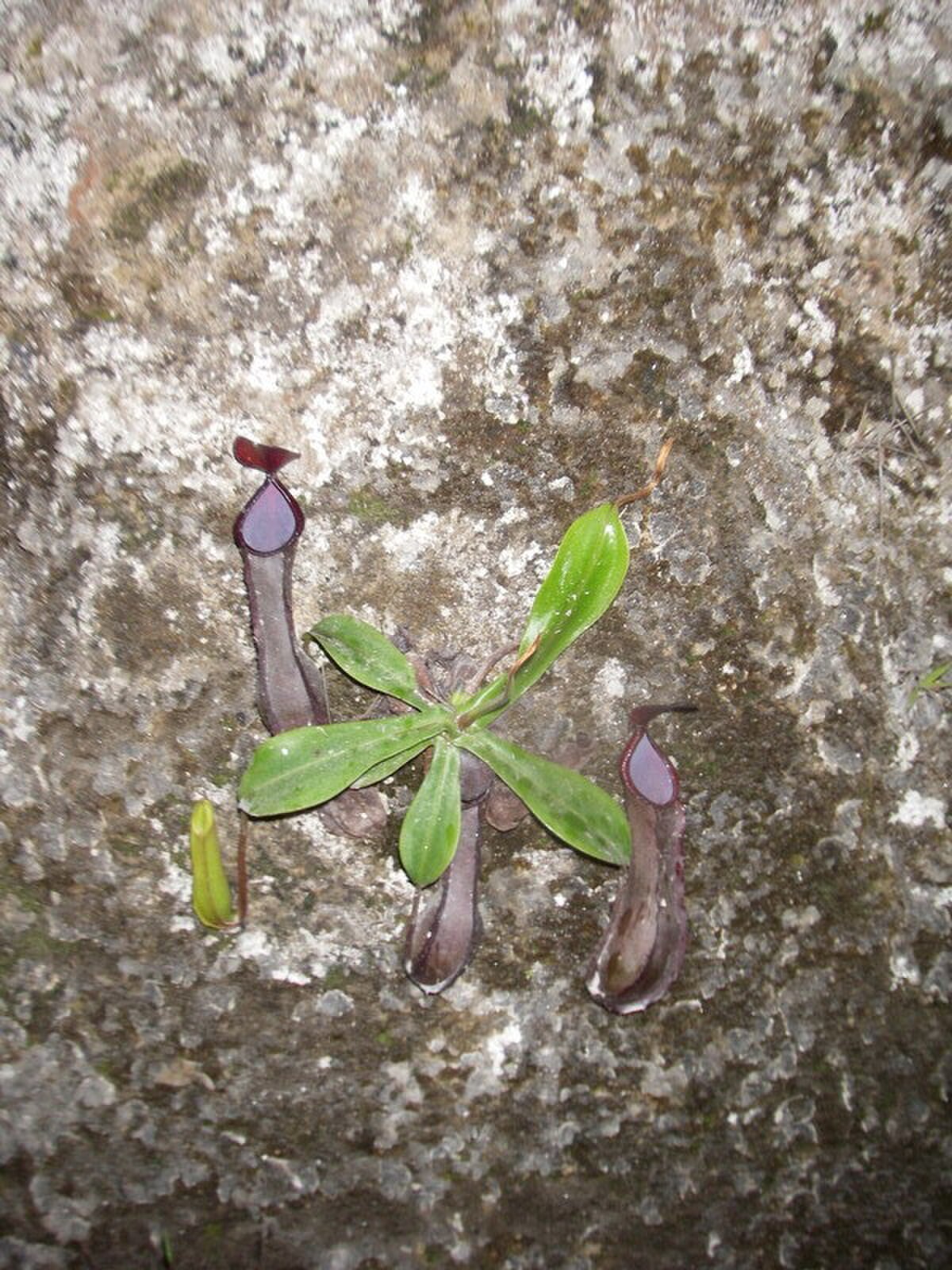 Nepenthes tobaica
