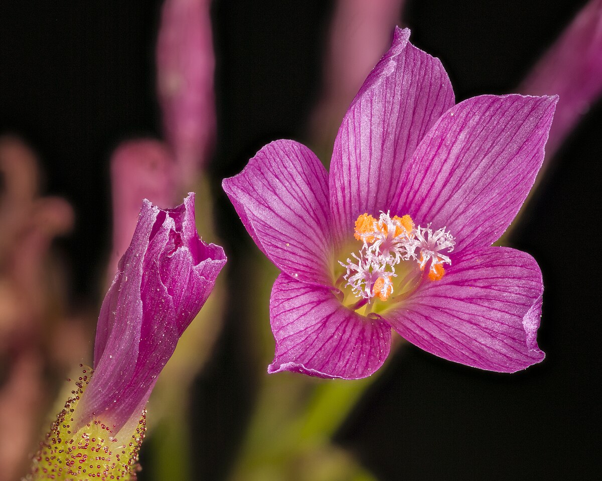Drosera regia