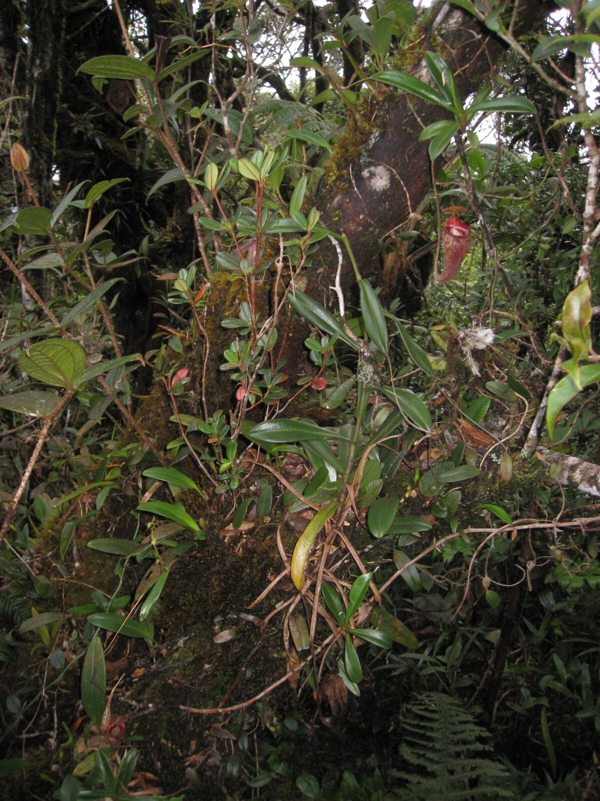 Nepenthes Talangensis