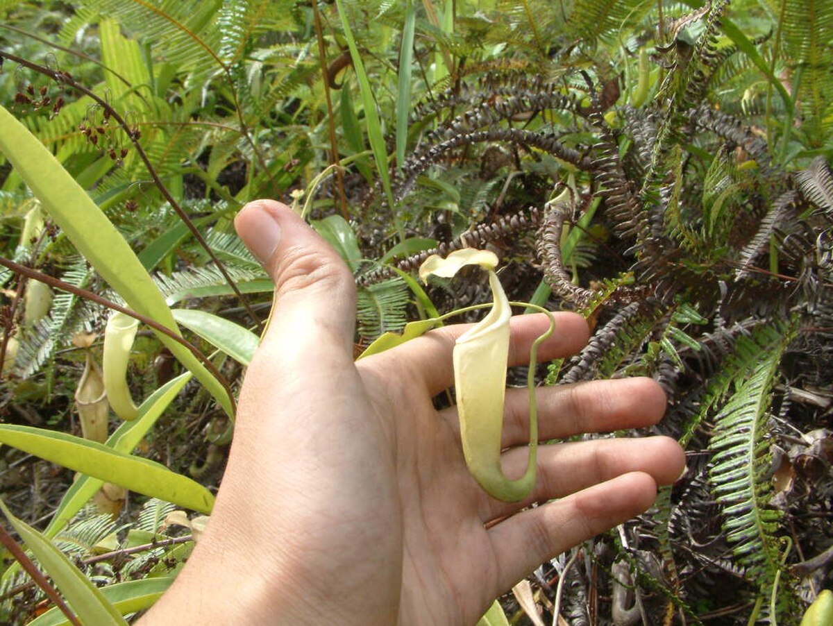 Nepenthes minima