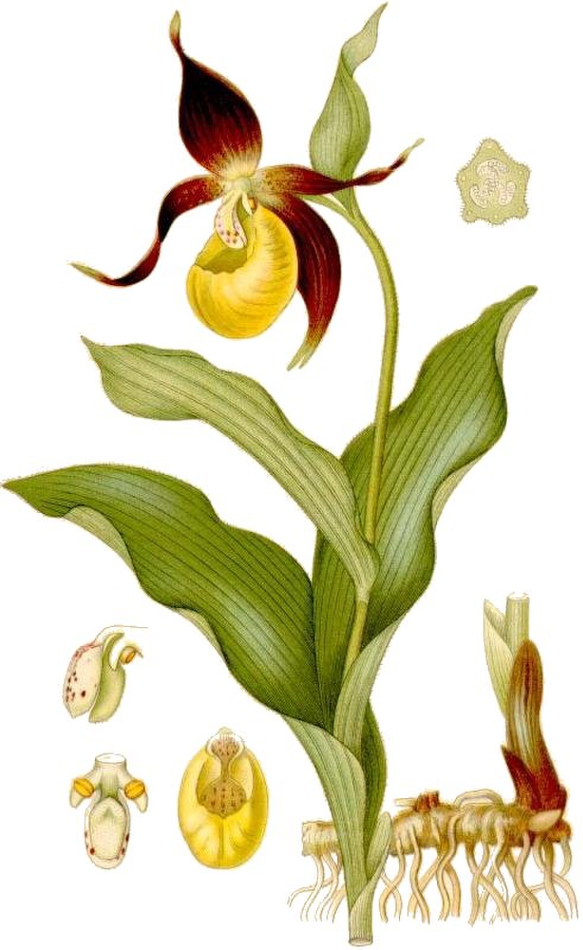 Paphiopedilum insigne