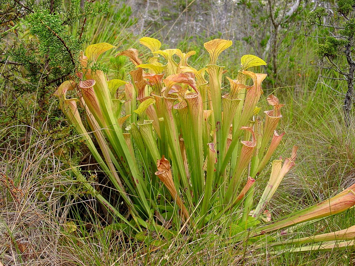 Sarracenia oreophila