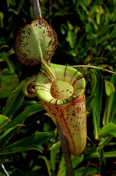 Nepenthes × hookeriana