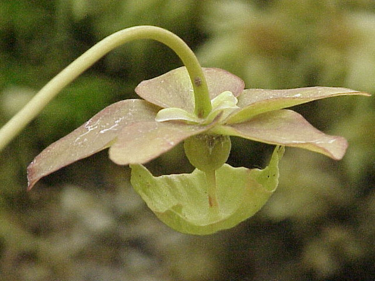 Sarracenia psittacina