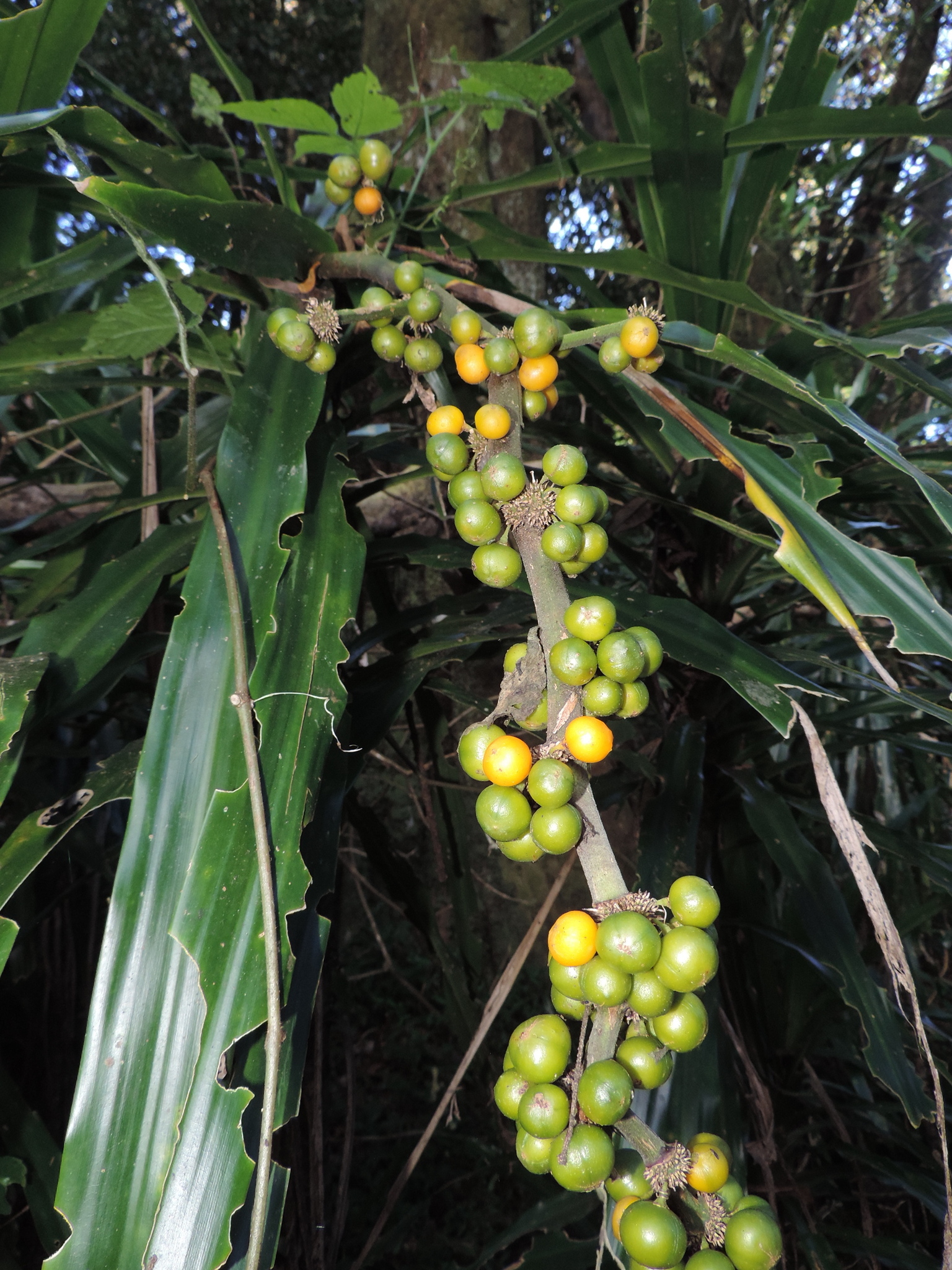 Dracaena fragans — iNaturalist