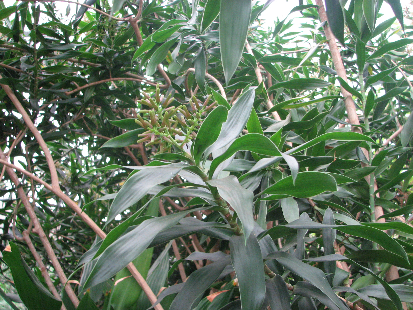 Dracaena reflexa
