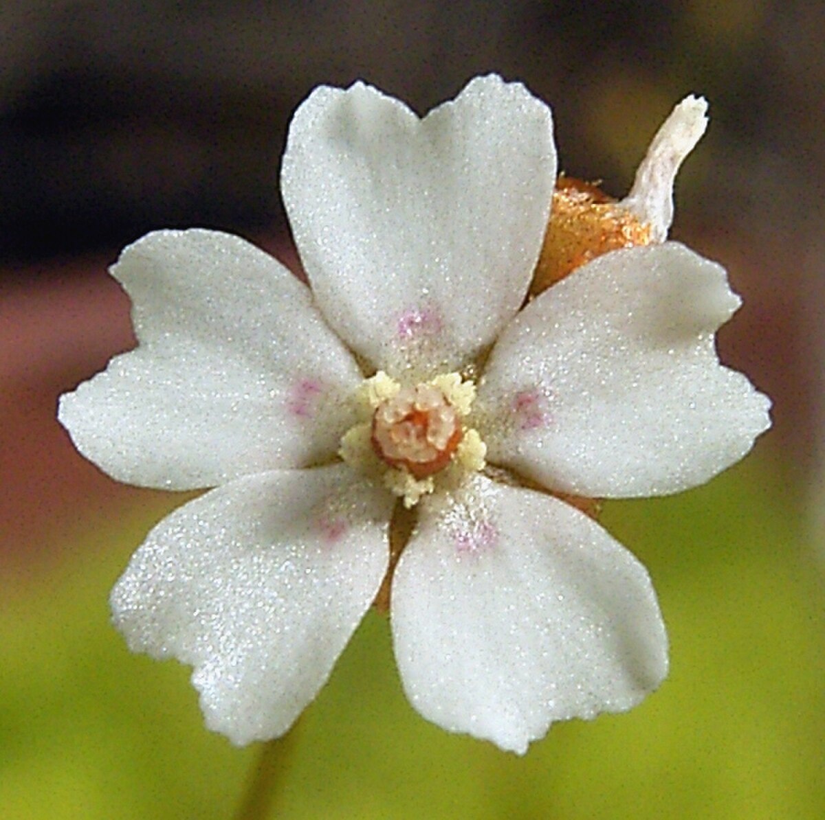 Drosera bicolor