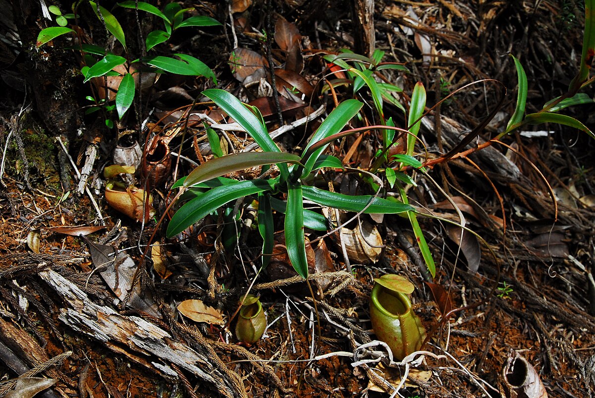 Nepenthes micramphora