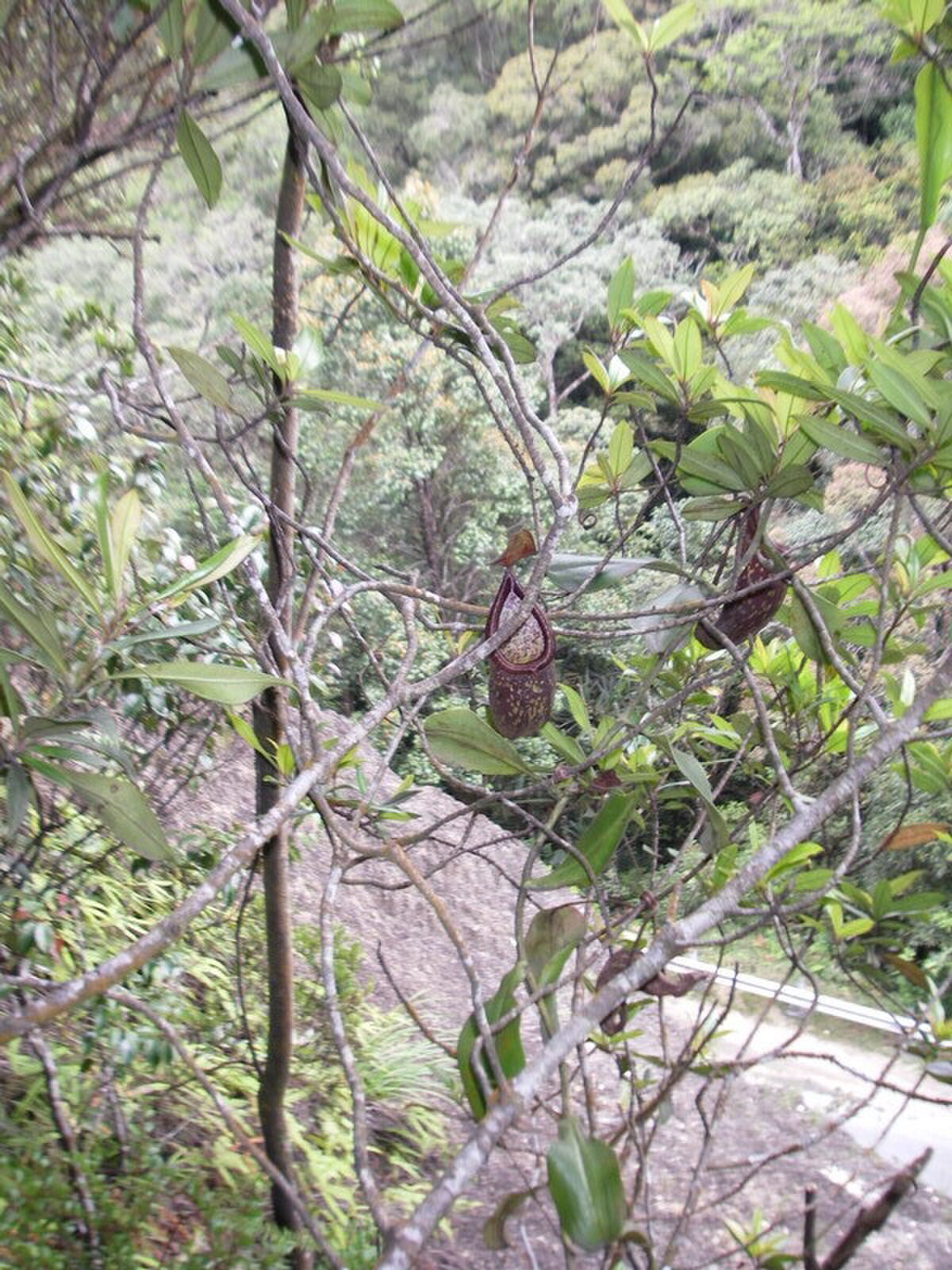 A climbing stem with upper pitchers at the type locality