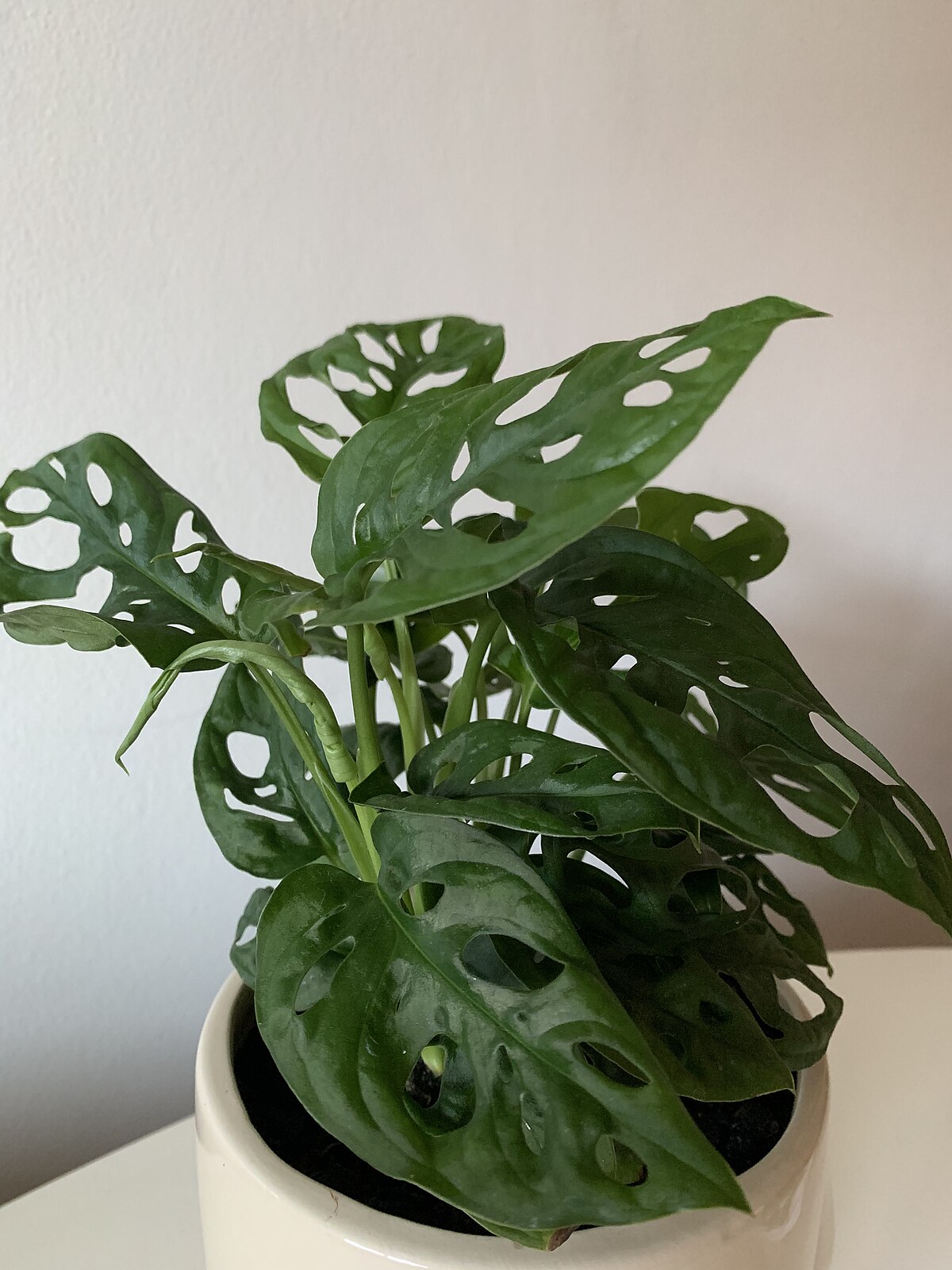 Monstera adansonii