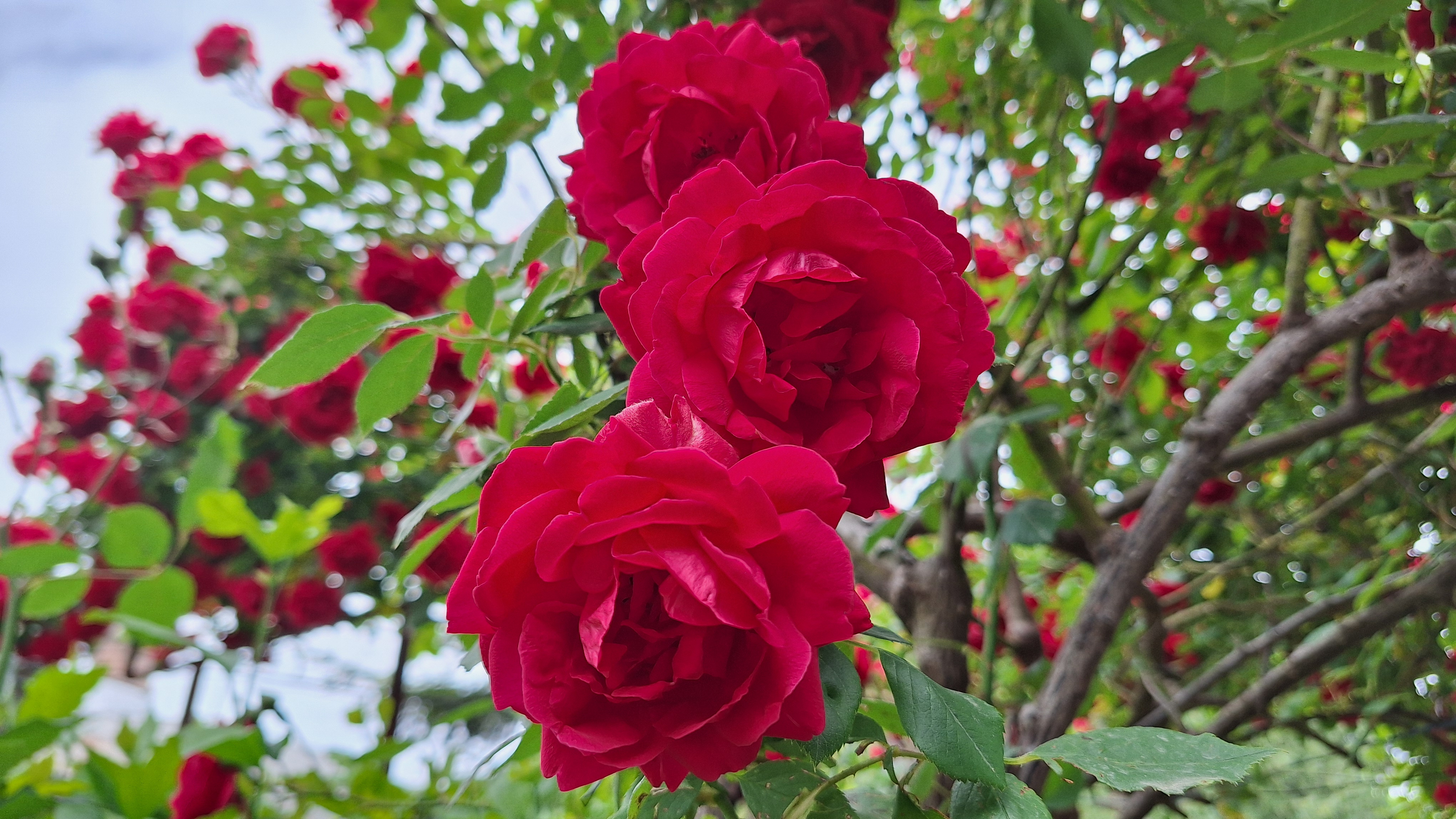Rosa