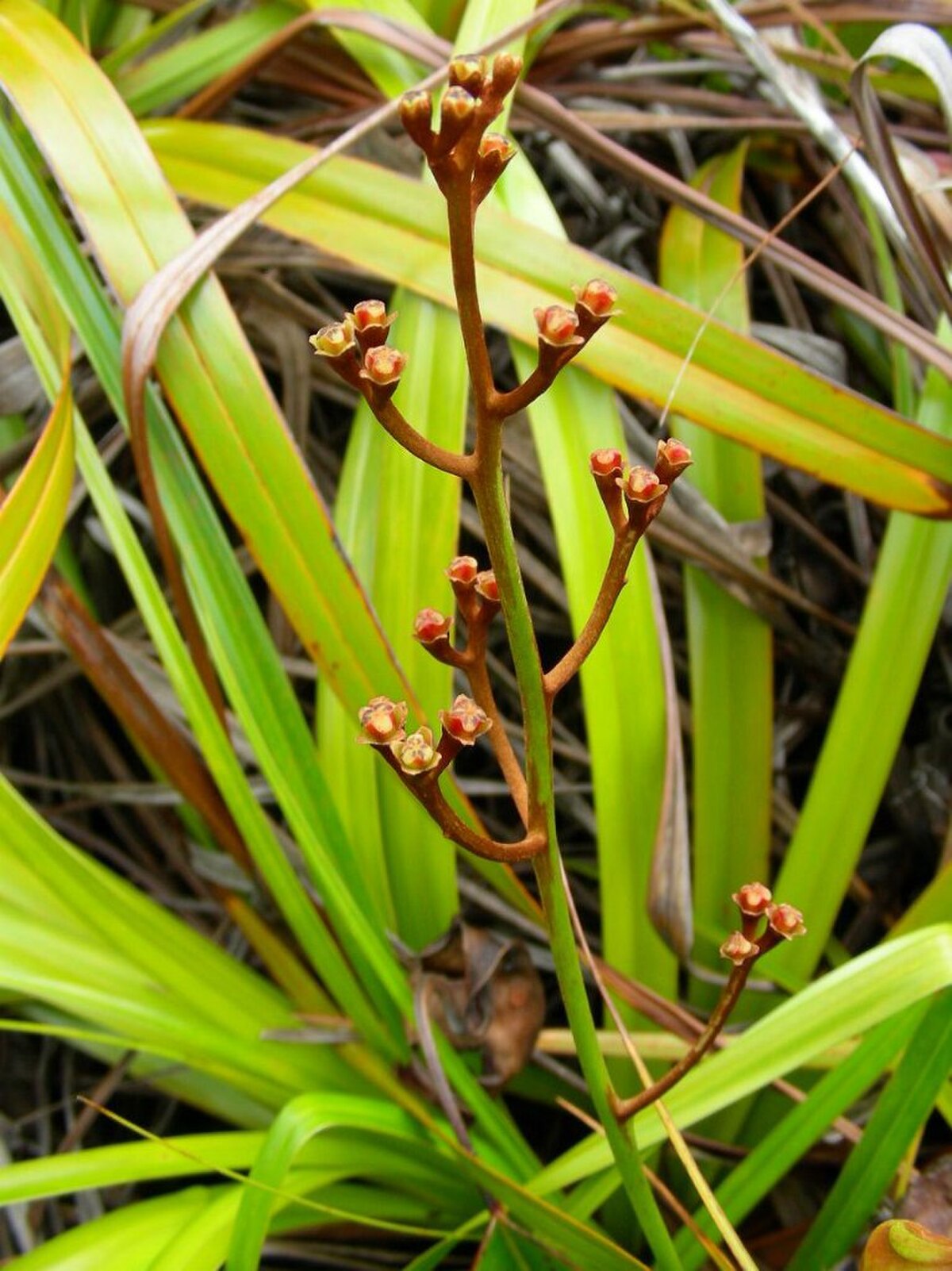 Nepenthes pervillei