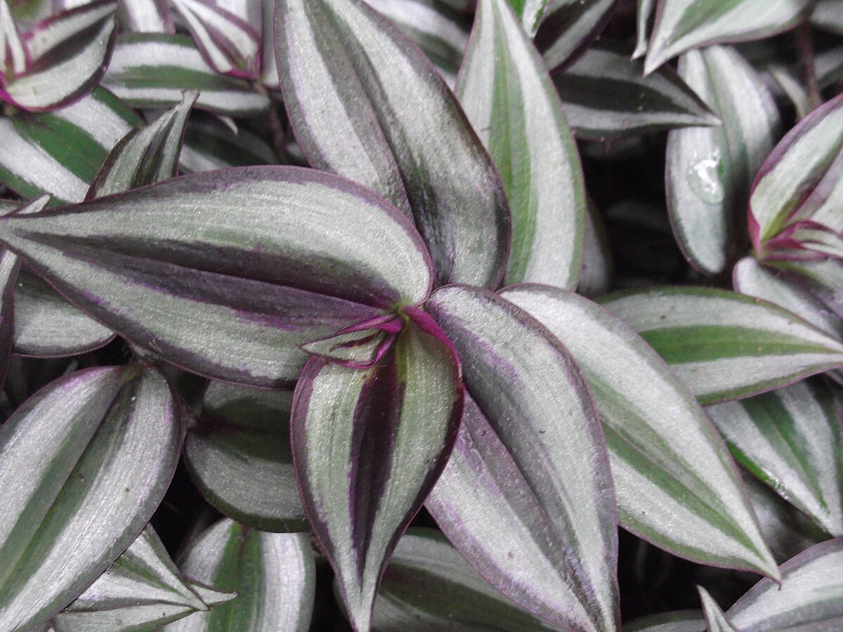 Tradescantia zebrina