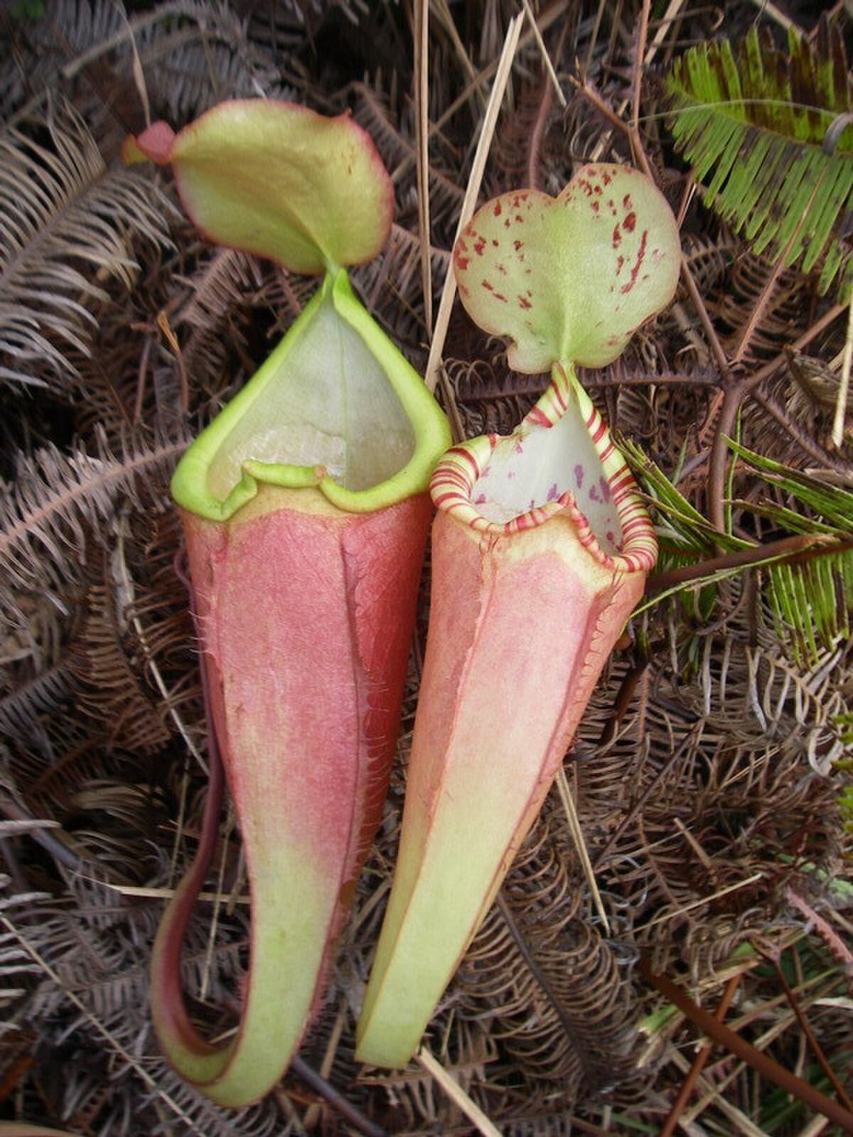 Much taxonomic confusion still surrounds N. sumatrana. These upper pitchers were produced by plants that resemble N. sumatrana, but are atypical of the species.