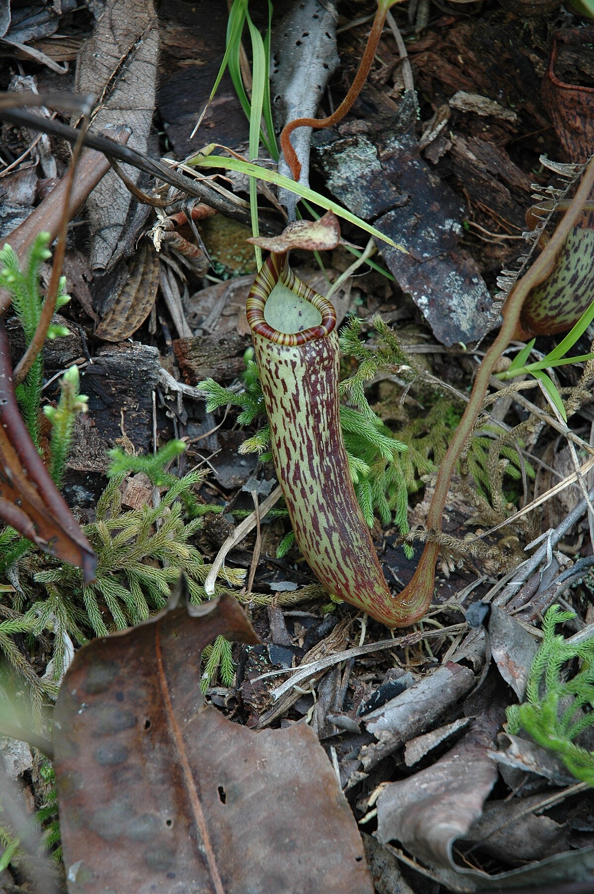 Nepenthes Vogelii