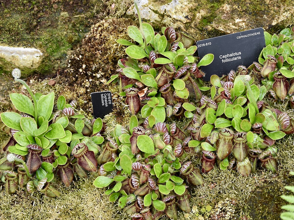 Cephalotus follicularis