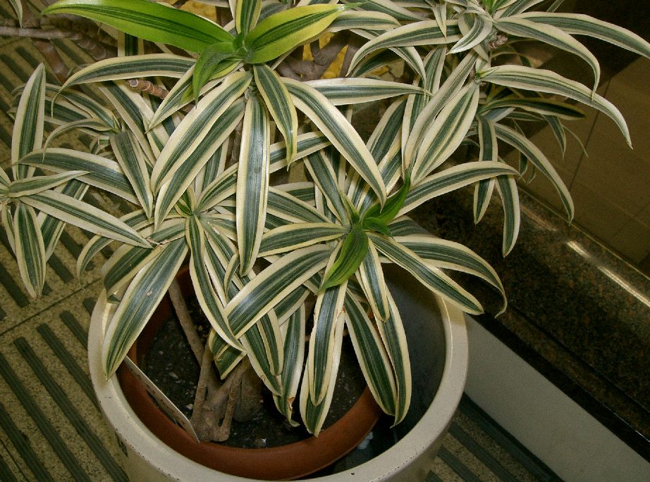 Dracaena reflexa