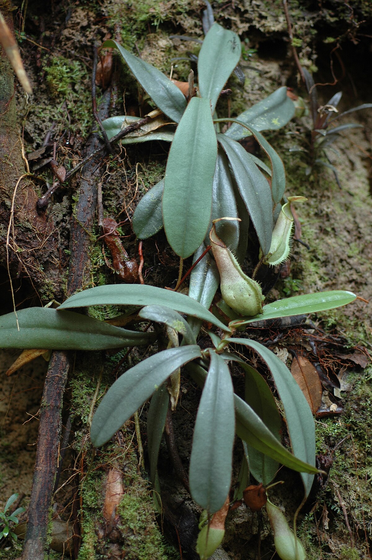 Nepenthes hispida
