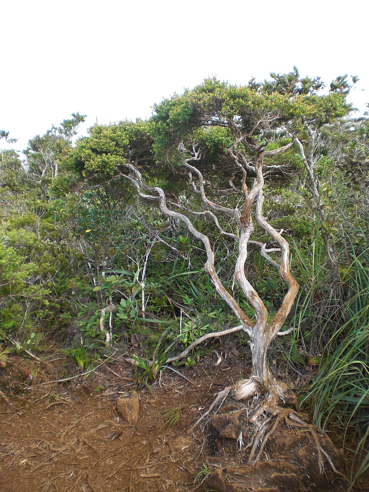 Nepenthes micramphora
