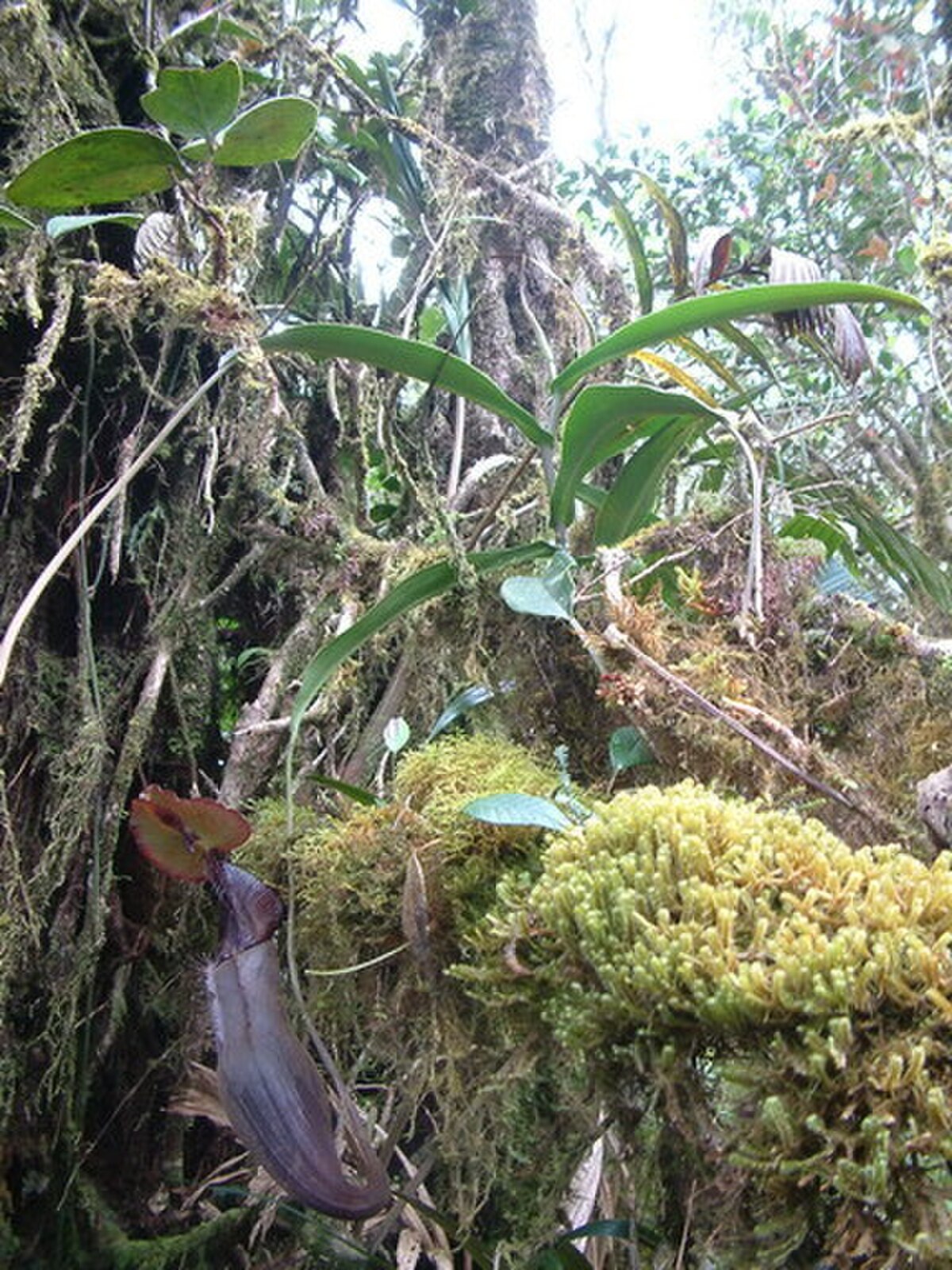 Nepenthes izumiae
