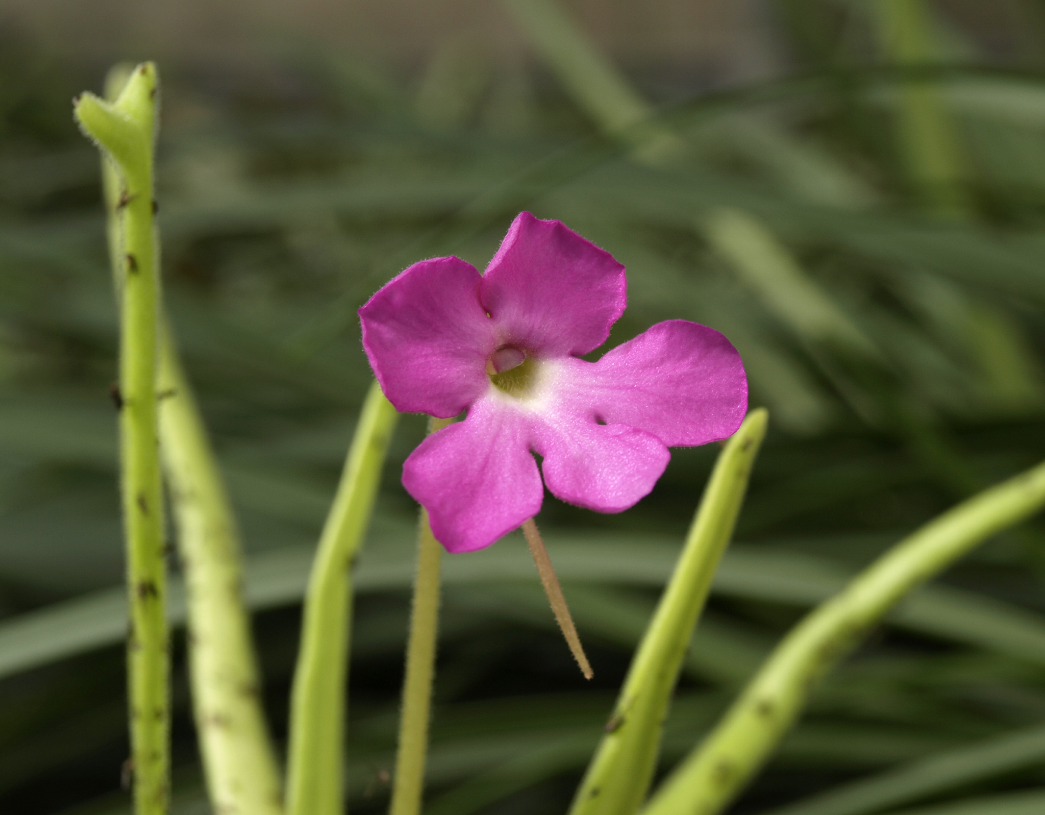 Pinguicula moctezumae — iNaturalist